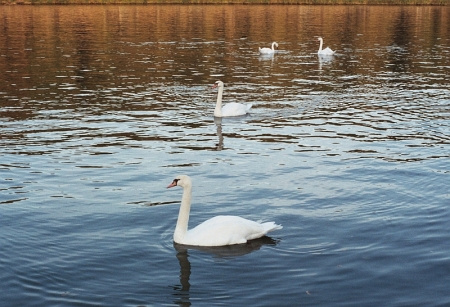 Лебеди на Сене Мелен Сена