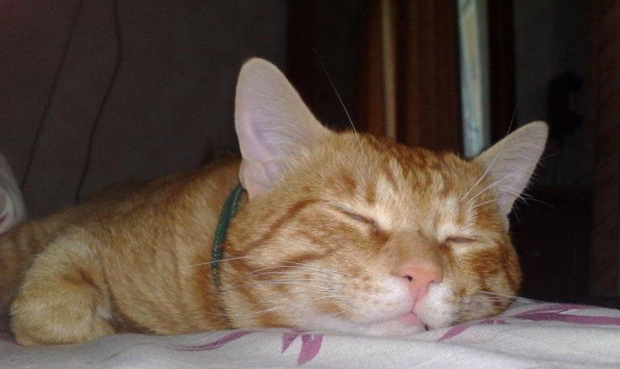 ...ну очень сладко... кот, спящий кот, рыжий кот