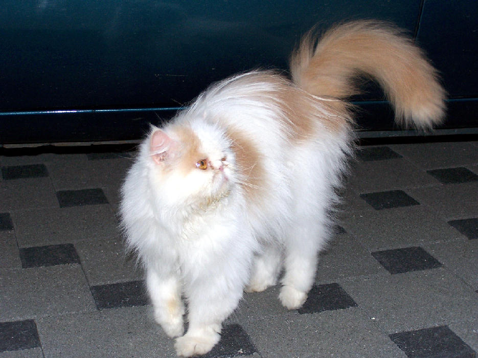 *Richard* кот