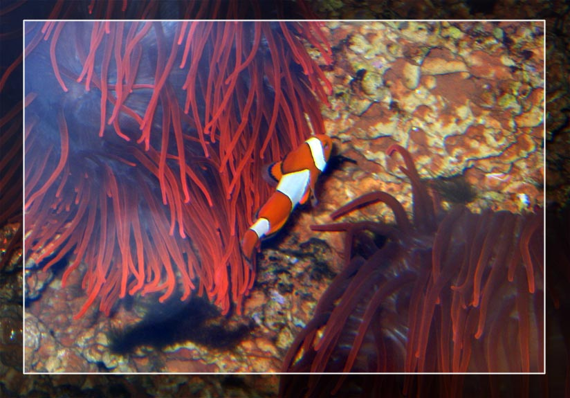 Nemo 