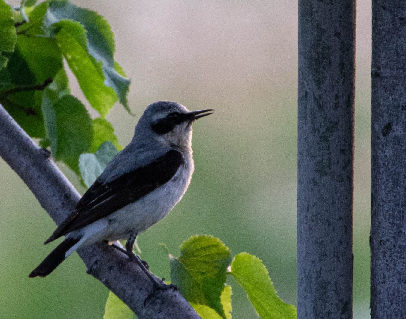 Обыкновенная каменка обыкновенная каменка птица northern wheatear