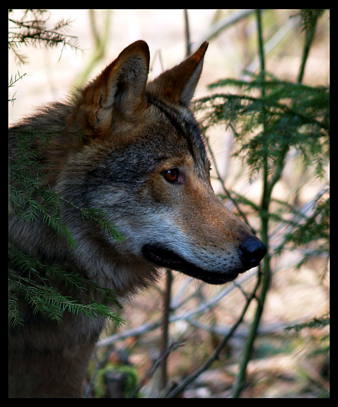 Волк (Canis lupus) Волк (Canis lupus)