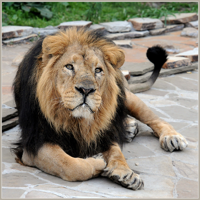 Говорите коротко и по существу вашего дела! индийский лев Panthera leo persica