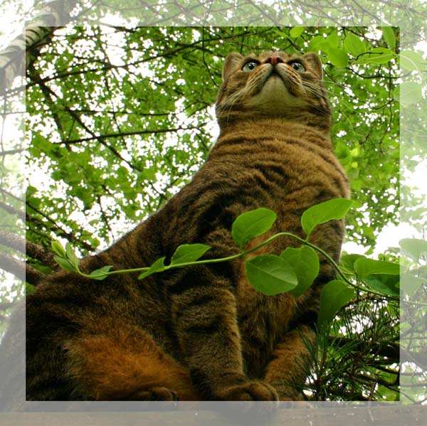 Чучел кошачий... Кот чучело