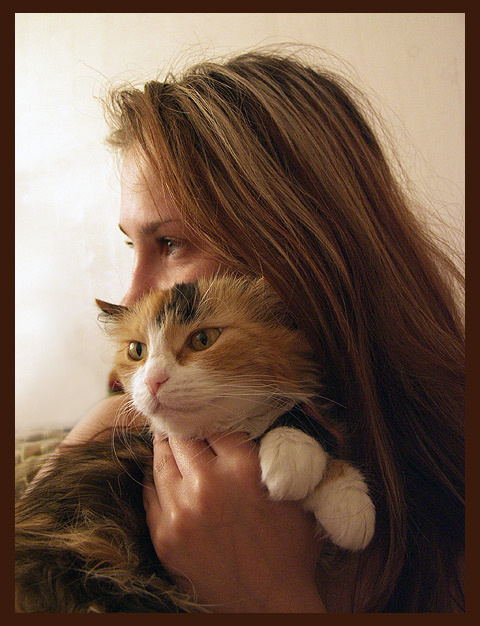 кошки кошки