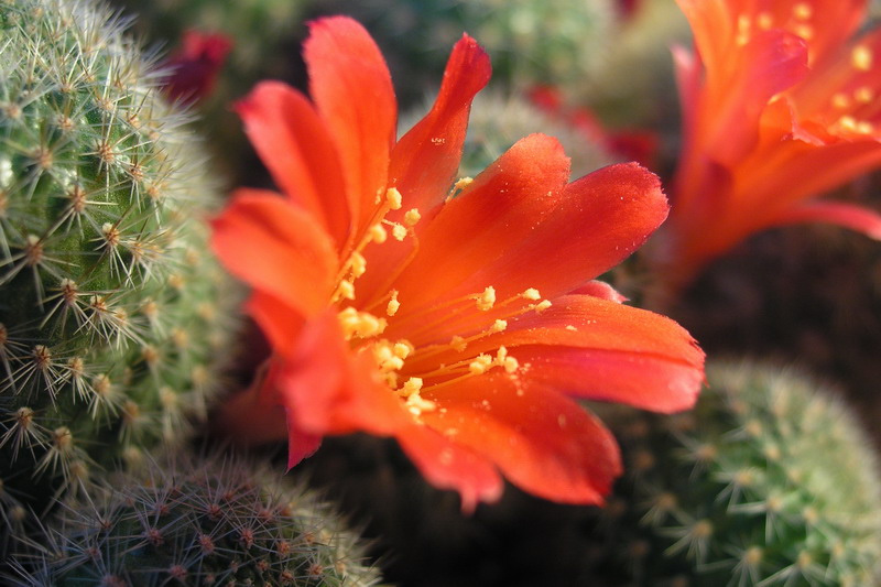 салют кактус