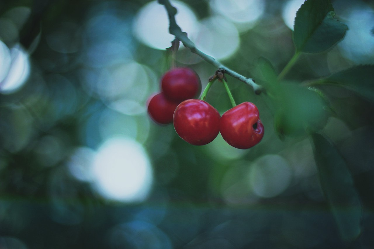 cherry 