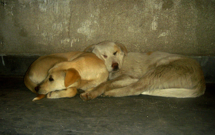 dogs 