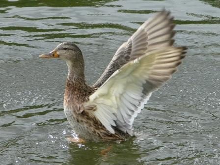 Duck Утка