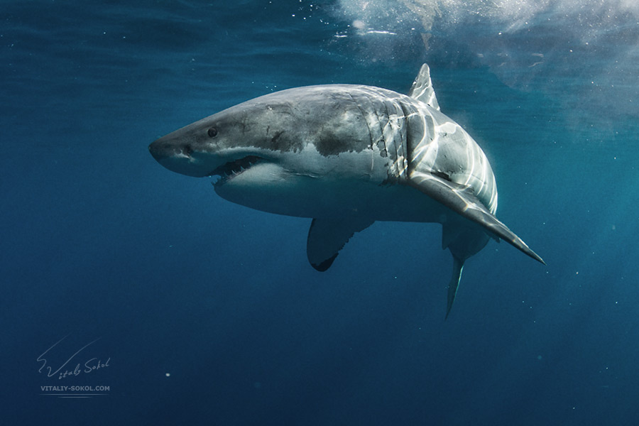 Great White Dream great white shark guadelupe mexico sharkexplorers vitaliy-sokol.com