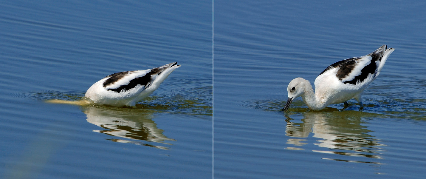 Ща как нырну #2 Американская шилоклювка, Recurvirostra americana, American Avocet, Salton Sea, California
