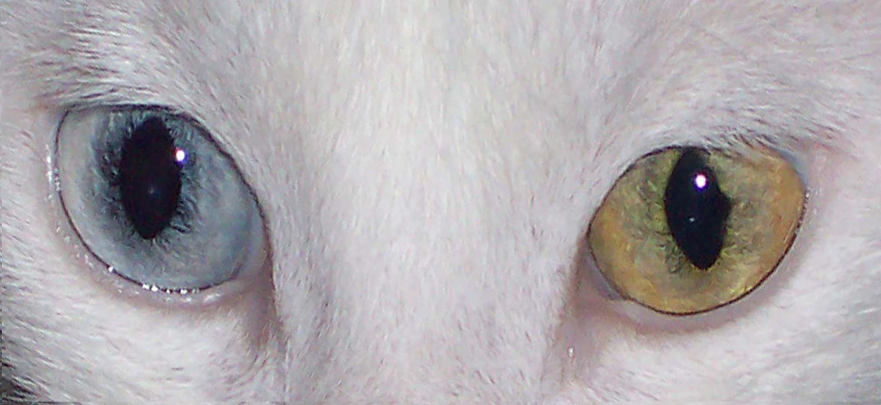 Angora Eyes animals,cats,cat eyes