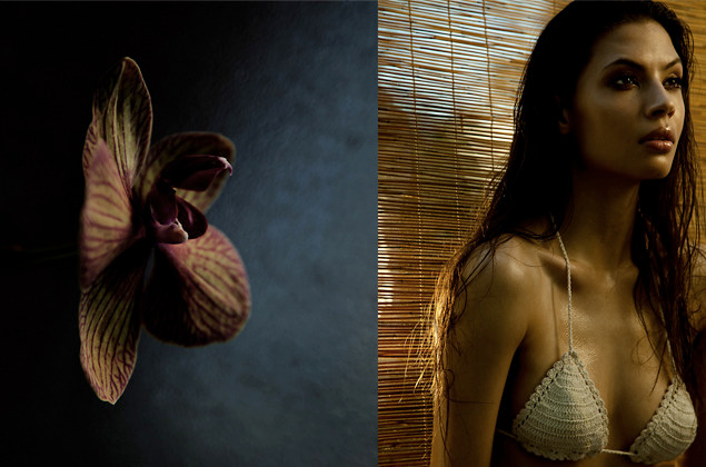 Orchid 