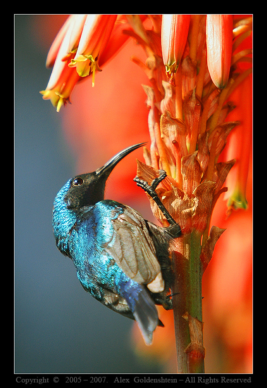 Palestine Sunbird (Nectarinia osea). палестинская, нектарница, самец