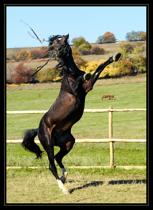 Wild Calls Horse