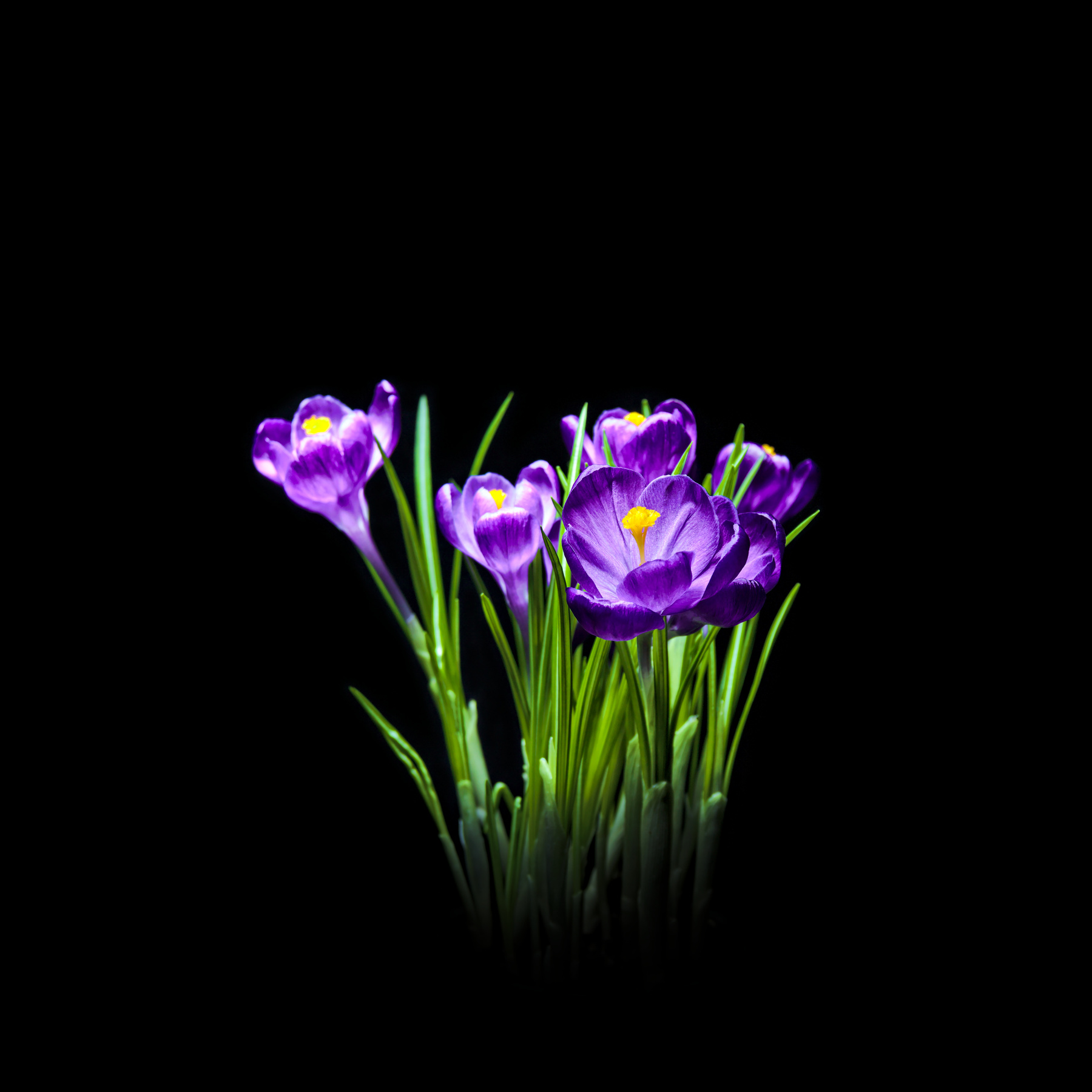 Crocus крокус