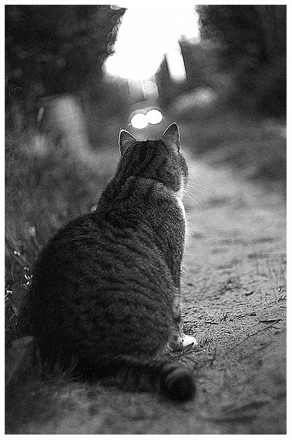 Ждемс Кот ждет на дороге
