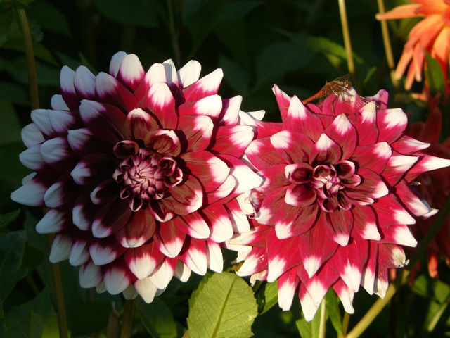 The Flower of Summertime 