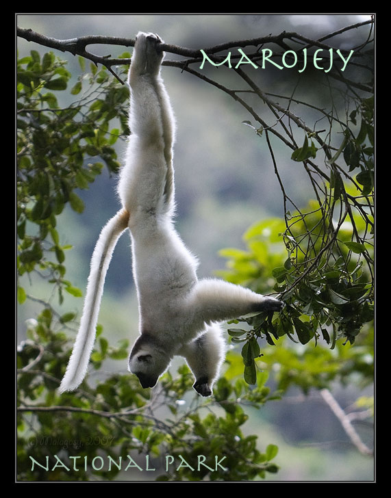 Утреняя гимнастика... Madagascar Мадагаскар лемур
