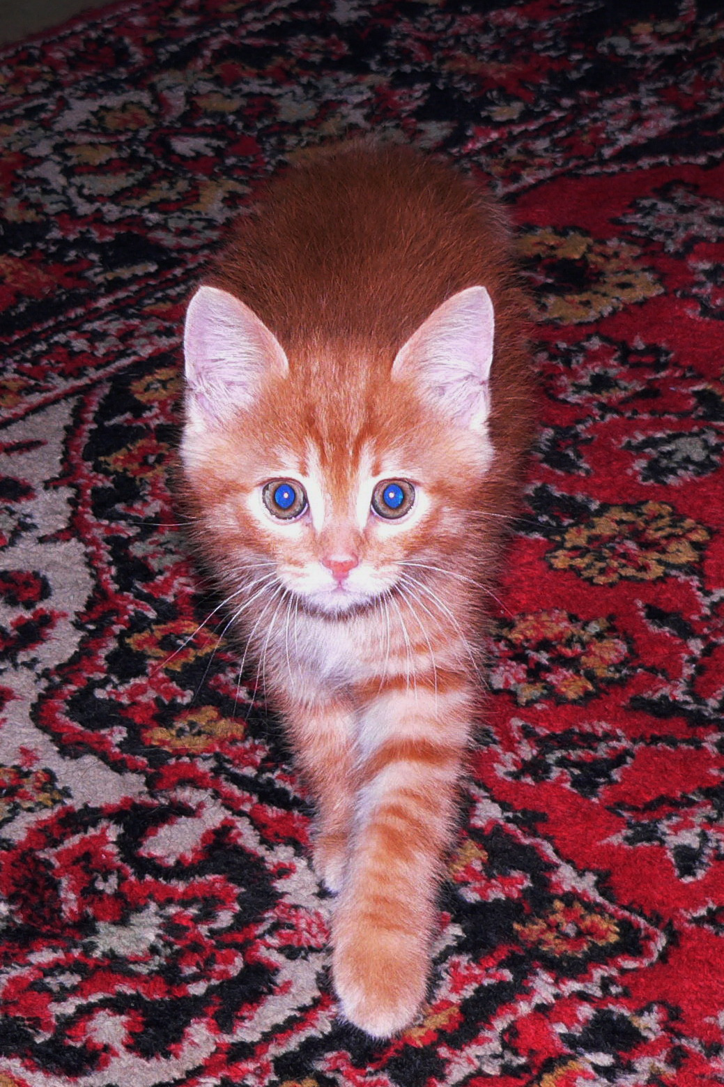 В новом доме котёнок
