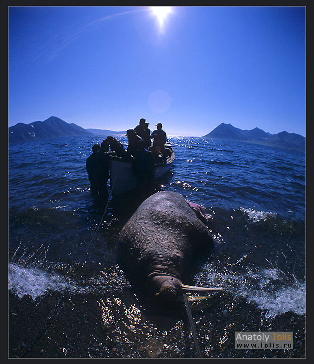 Охота на моржей Охота на моржей
