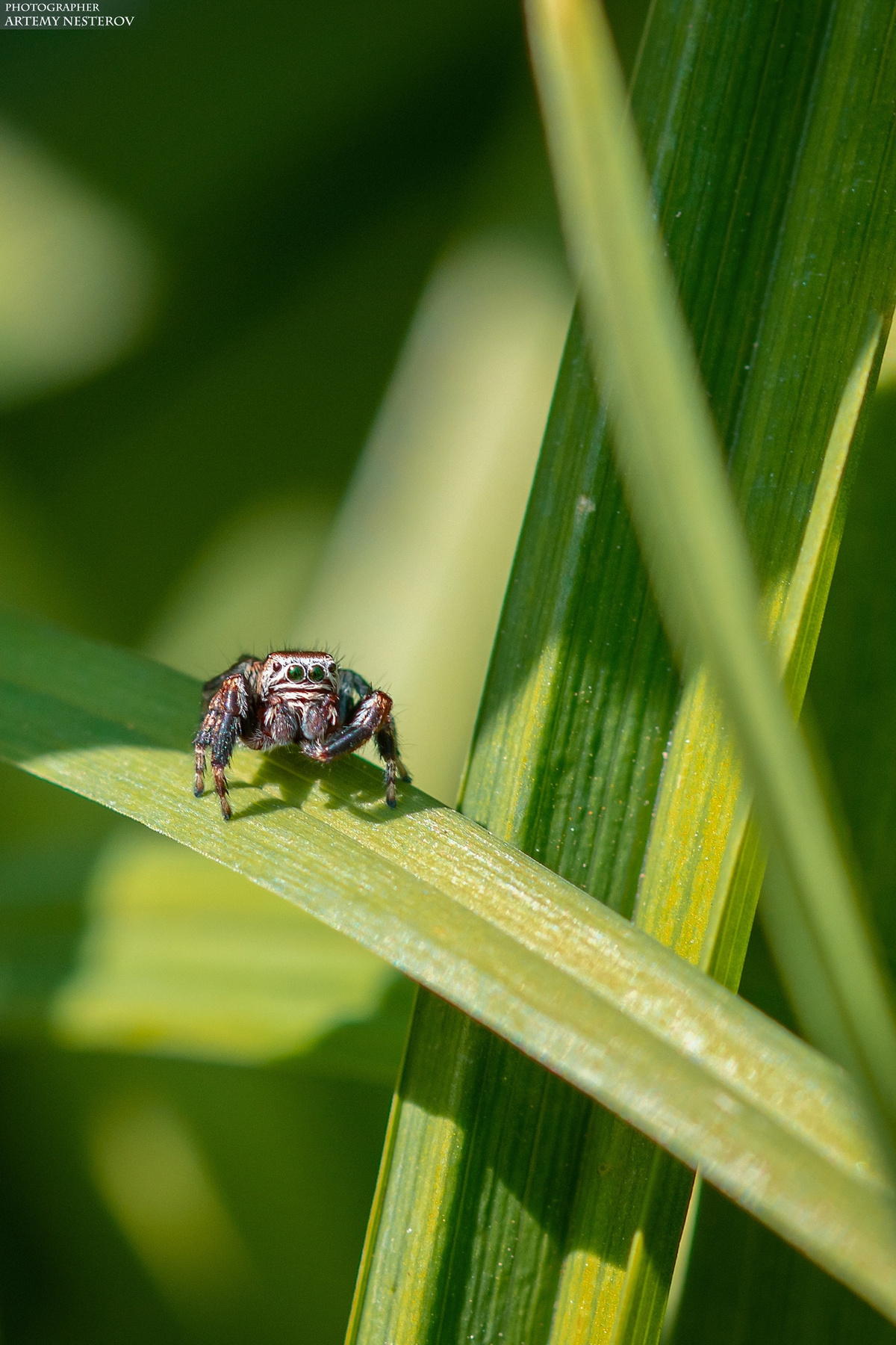 Паук-скакун (Salticidae) 