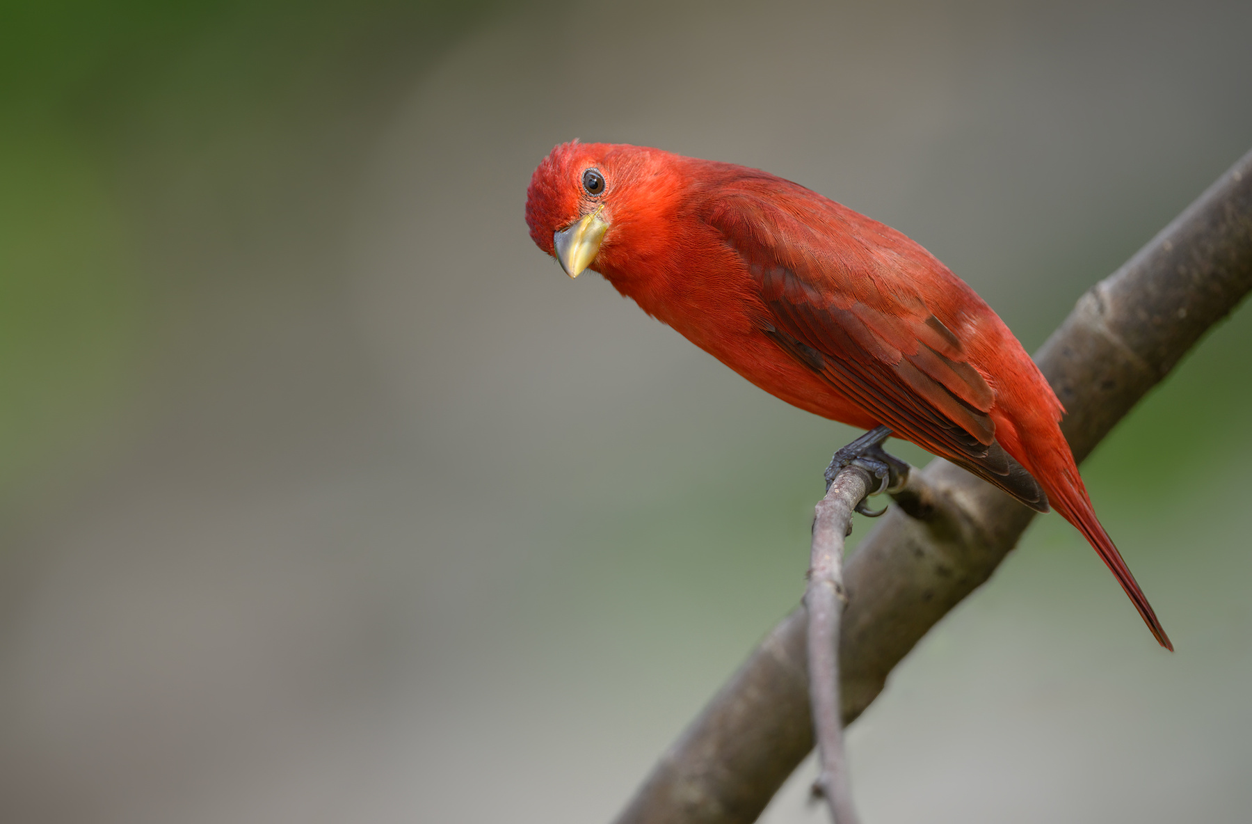Summer Tanager (m) 