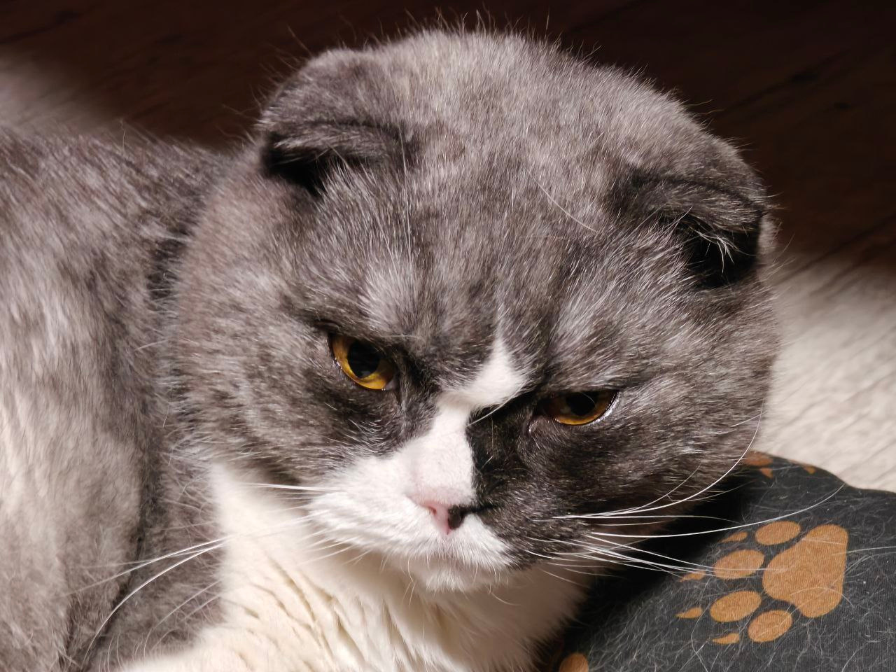 Ну че разбудил, кожаный…? 