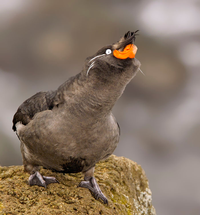 Ща спою Большая конюга, Aethia cristatella, Остров Св. Георгия, о-ва Прибылова, Crested Auklet, St. George Island, the Pribilofs, Bering Sea, Alaska