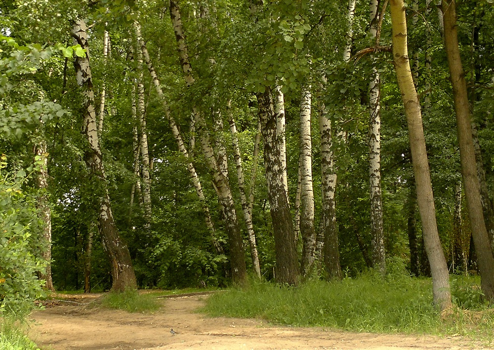 Московские леса...Медведково. 