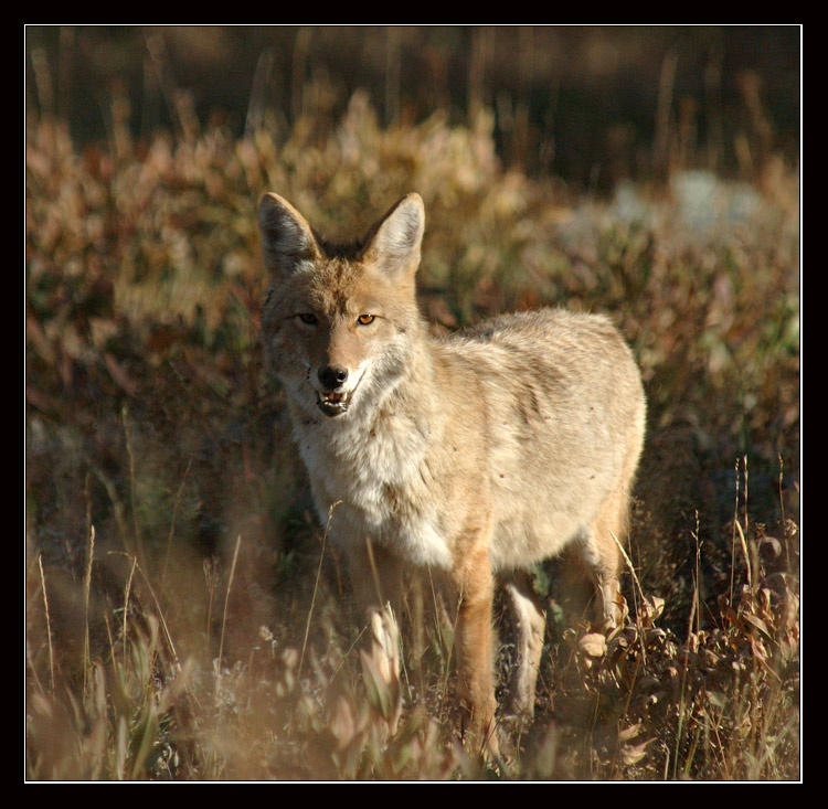 не стой на пути coyote койот