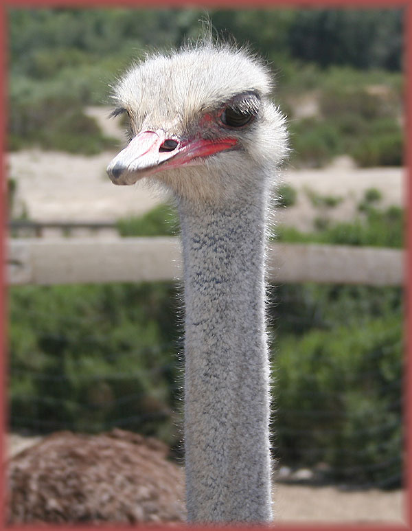 Красотка страус ферма солванг ostrich farm solvang