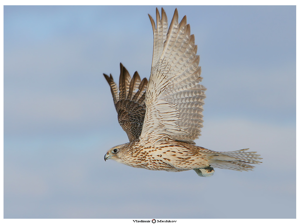 Falco Rusticolus in Flight ! 