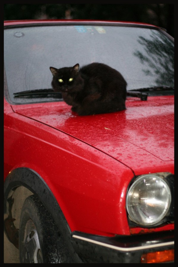 просто кошка кошка, дождик
