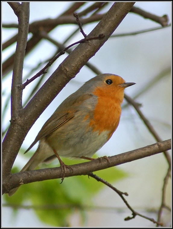 Erithacus rubecula зарянка