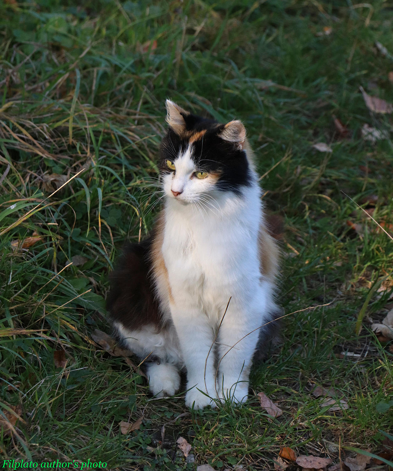 Котя животные кошки трехцветная кошка