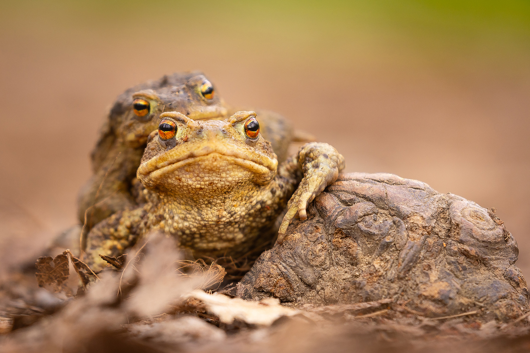 Frog 