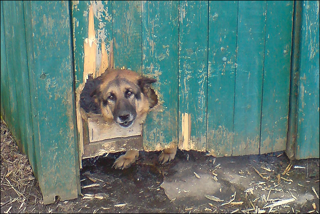 Очень злая собака 