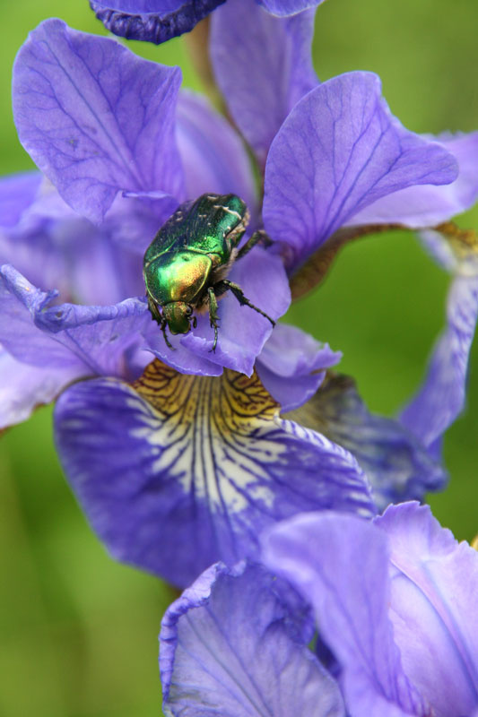 violet&green Природа