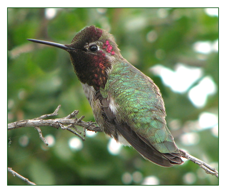 Для мужчины главное не рост, а выразительные глаза... колибри Anna`s Hummingbird