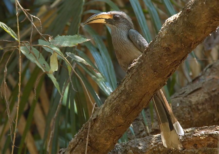 В тридевятом царстве,... Малабарский ток, Malabar Grey Hornbill, Ocyceros griseus