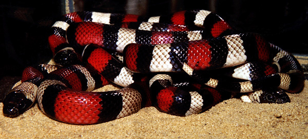 Micrurus fulvius (восточные аспиды) змеи аспид micrurus fulvius