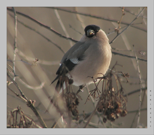 да, я такая! снегирь bullfinch