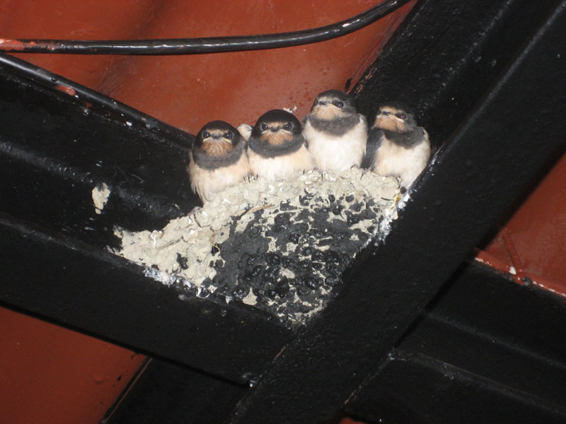 baby bird) 
