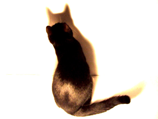 KISA KISA