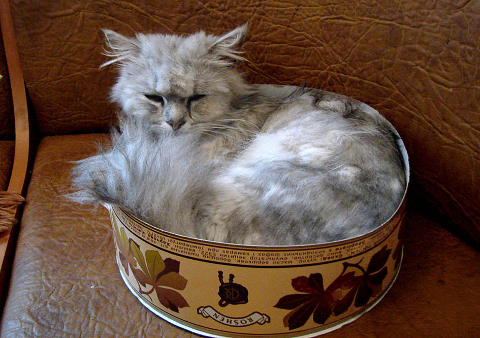 сладкий кот торт коробка