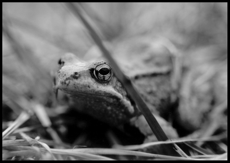 Look me in the eye... 