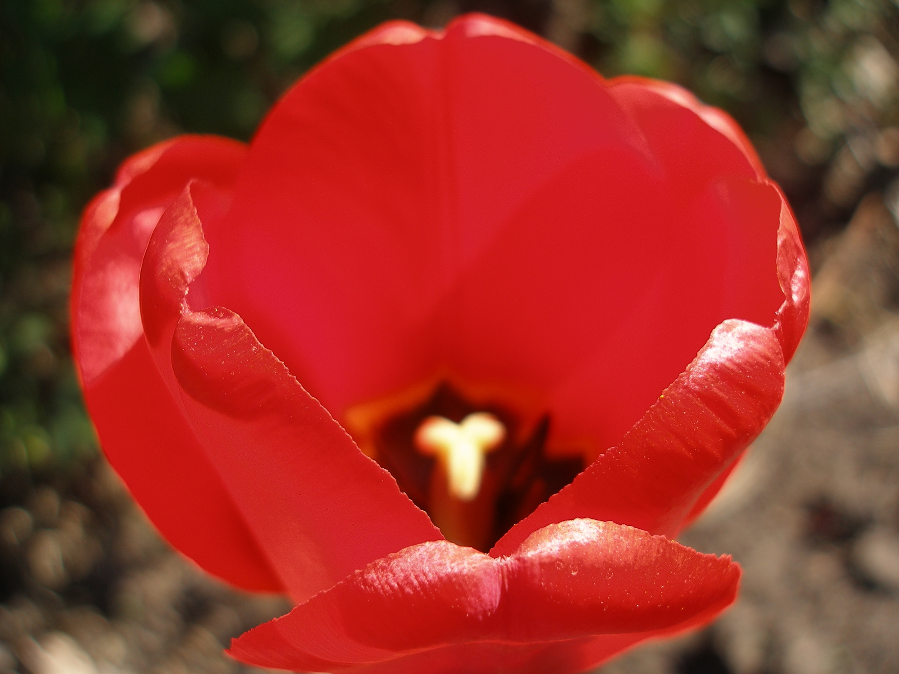 Red Túlipa