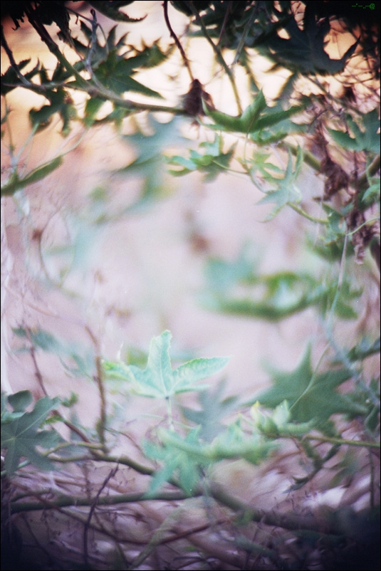*** плёнка _twirlings_