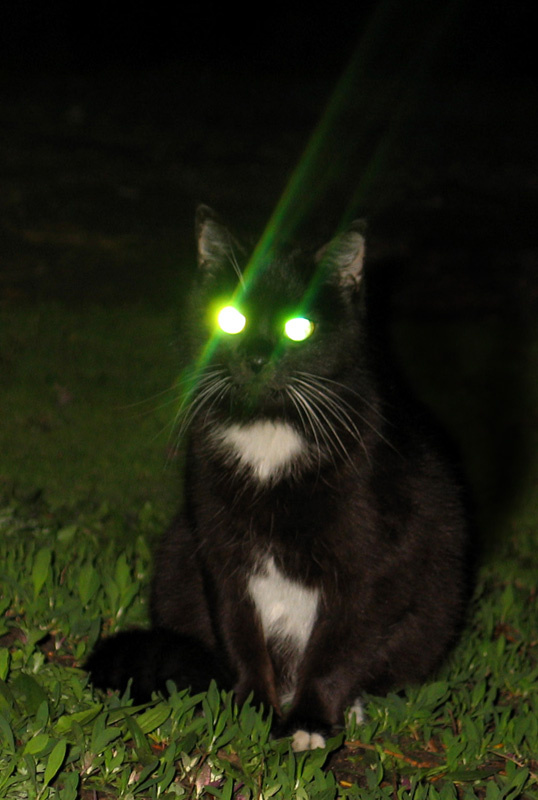 Ночная... Кошка ночь кот